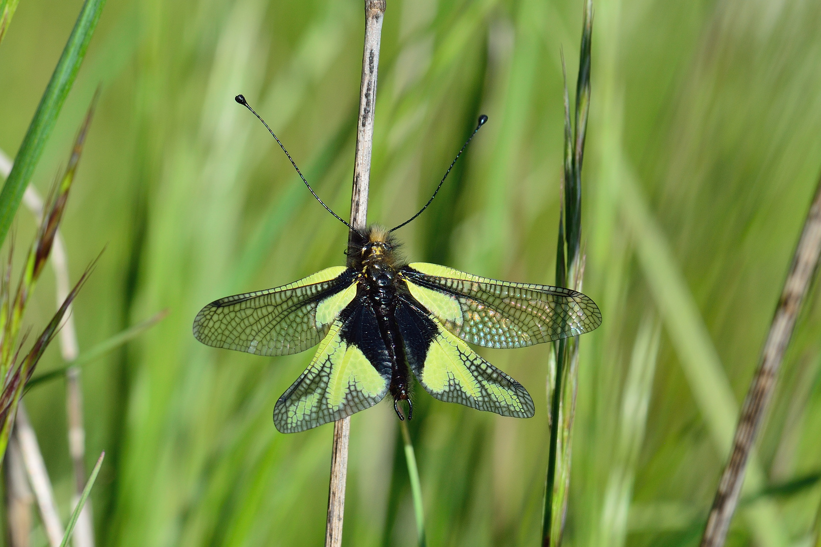 Libelloides coccajus, Schmetterlingshaft