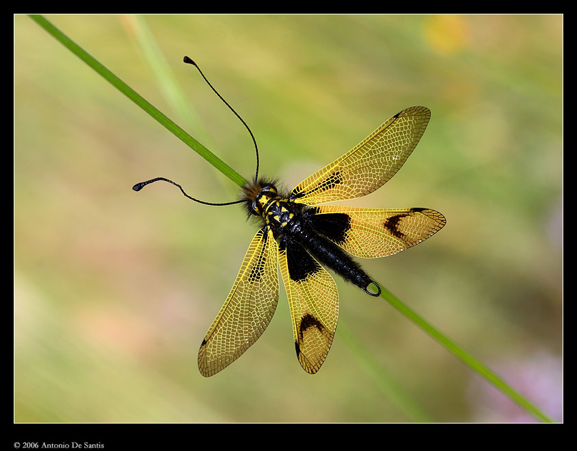 Libelloides longicornis