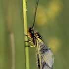 libelloides longicornis