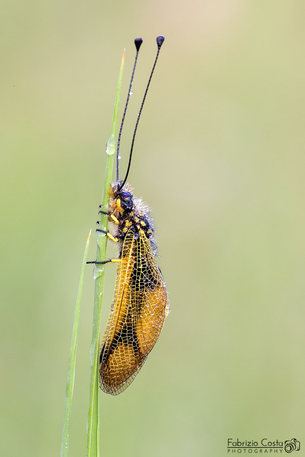 Libelloides longicornis