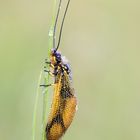 Libelloides longicornis