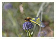 Libelloides longicornis