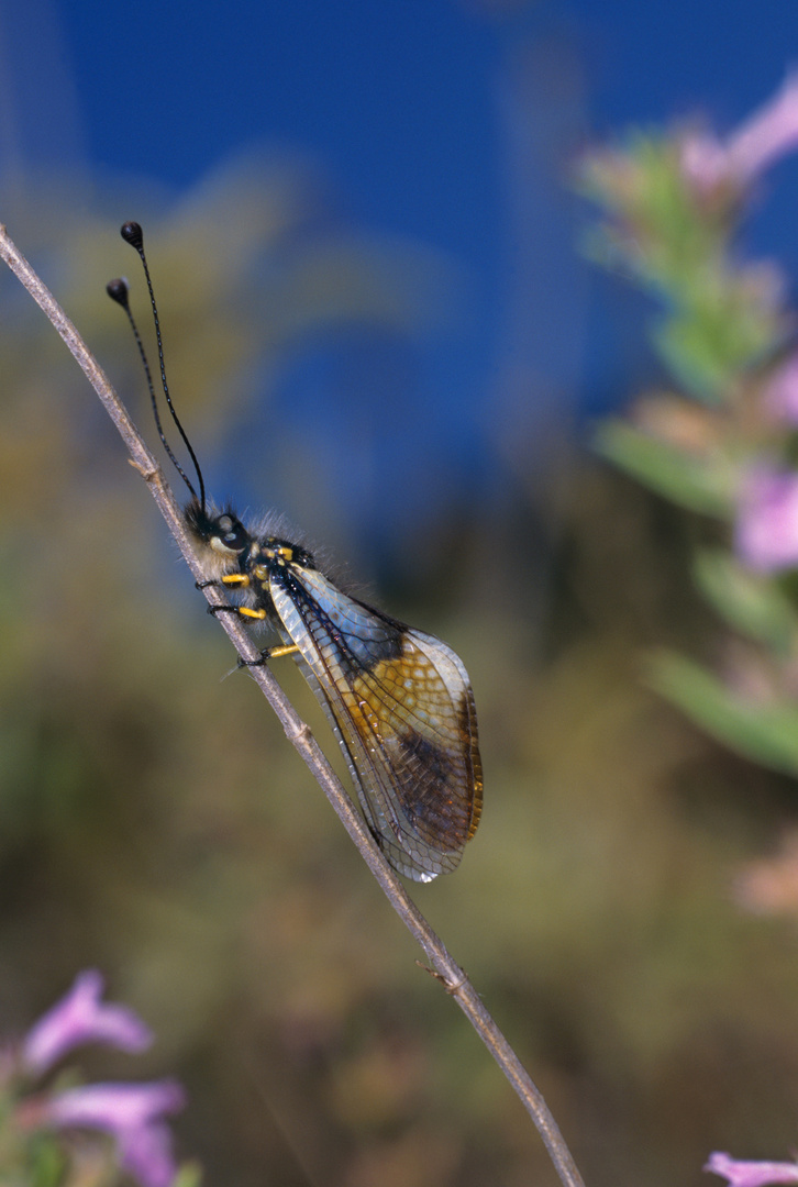 Libelloides ottomanus, Blauflügeliger Schmetterlingshaft