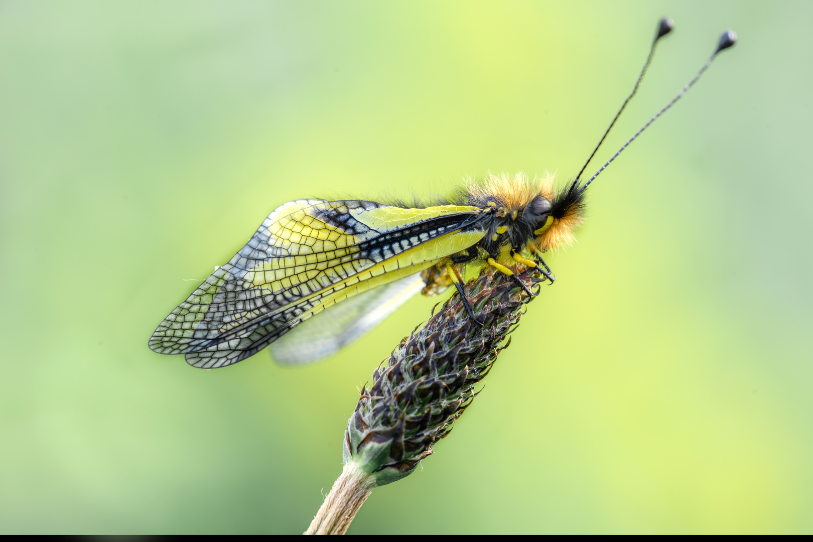 Libelloydes Barro