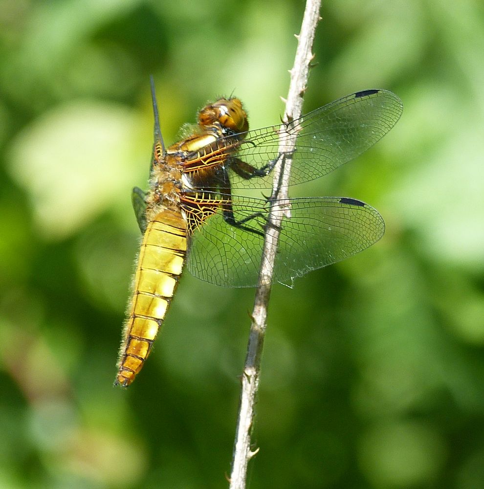  LIBELLUDA DEPRESSA