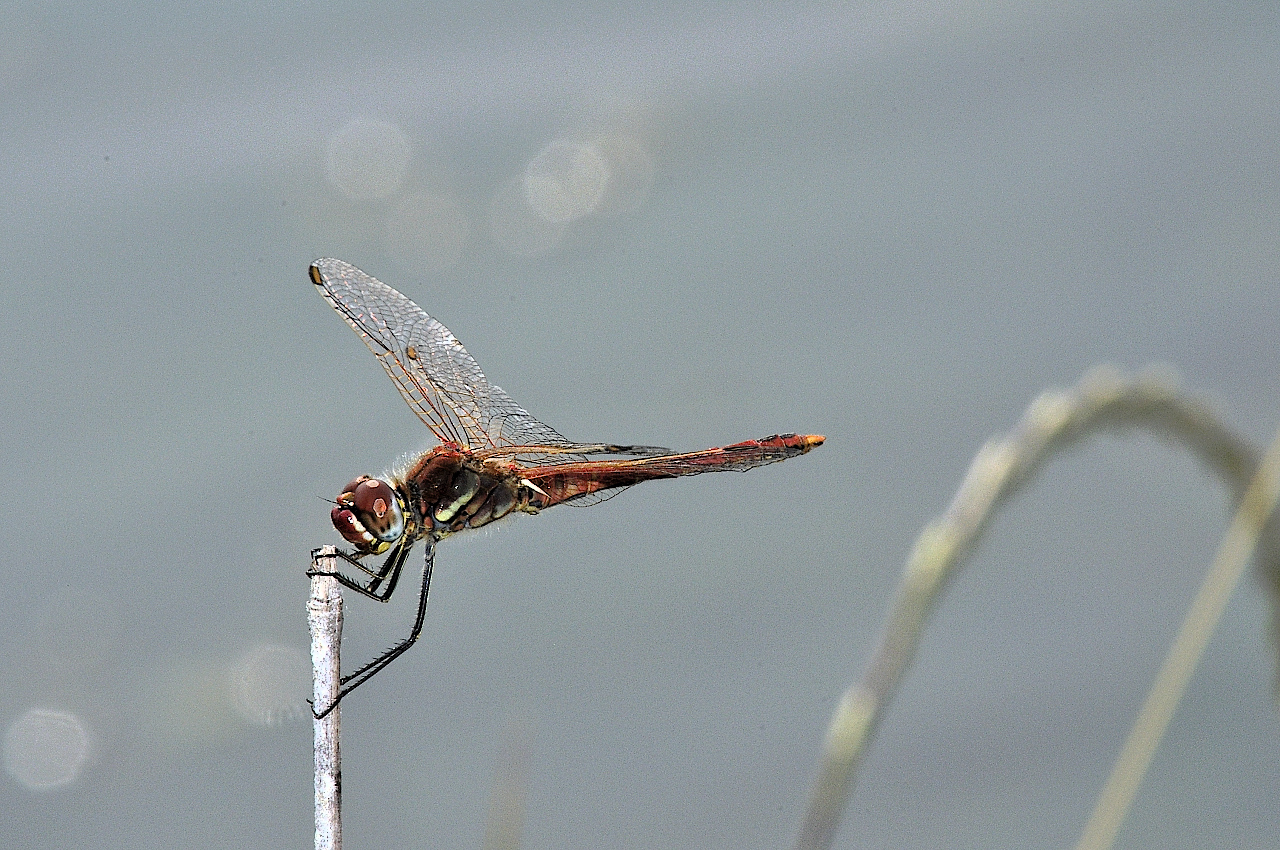 Libellula