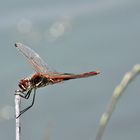 Libellula