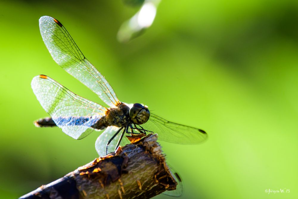 Libellula