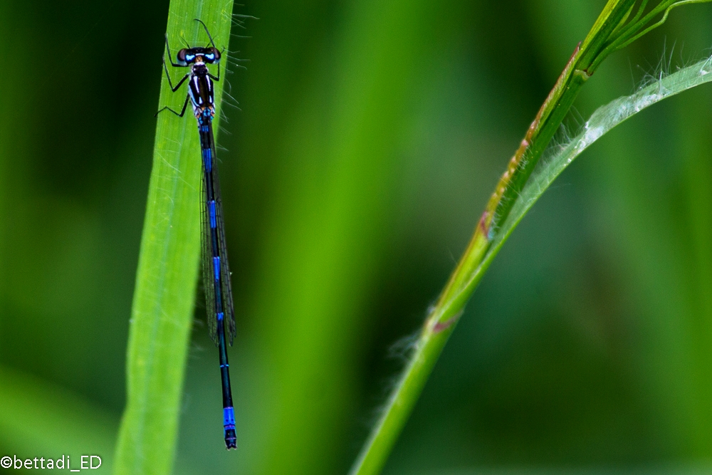 Libellula