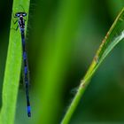 Libellula