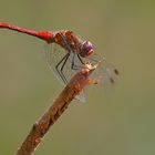 Libellula