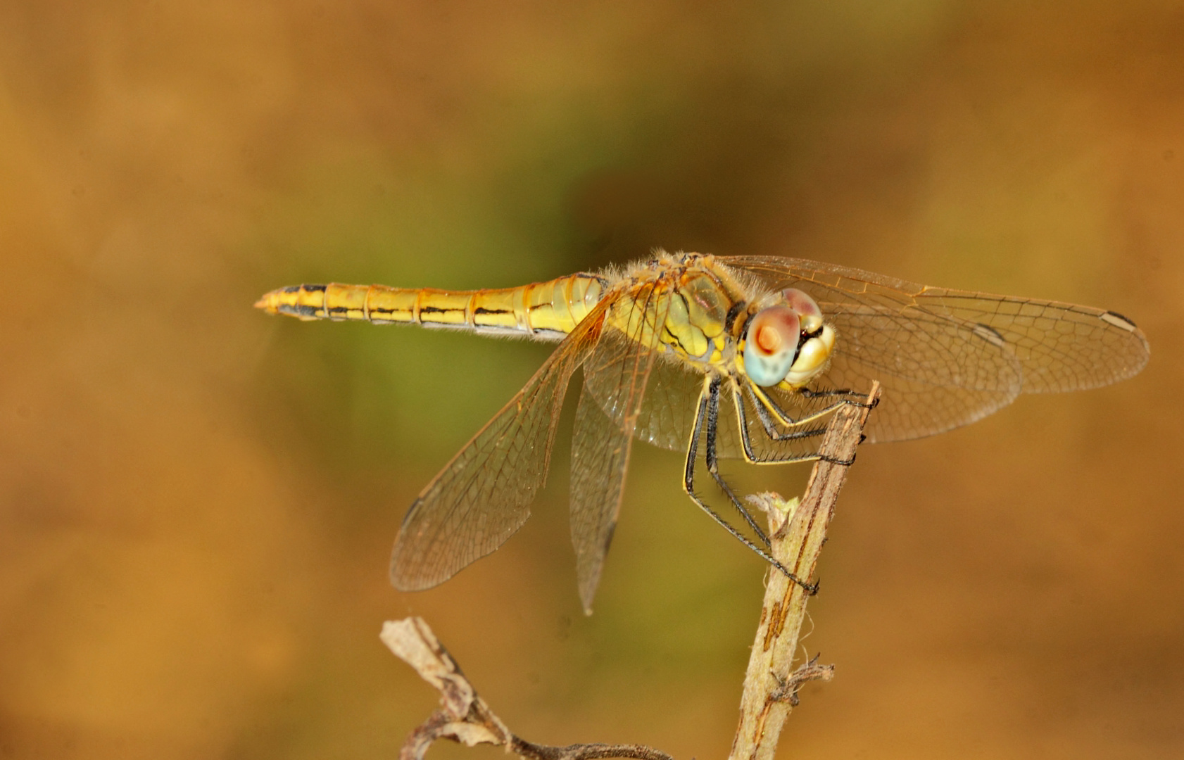 libellula 