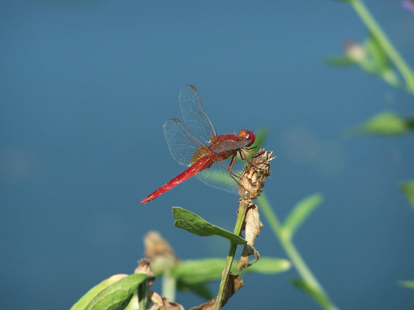 Libellula