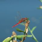 Libellula