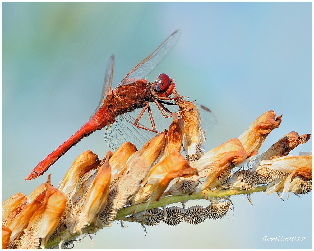 libellula