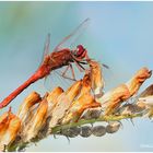 libellula