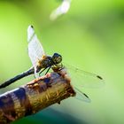 Libellula