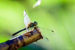 Libellula