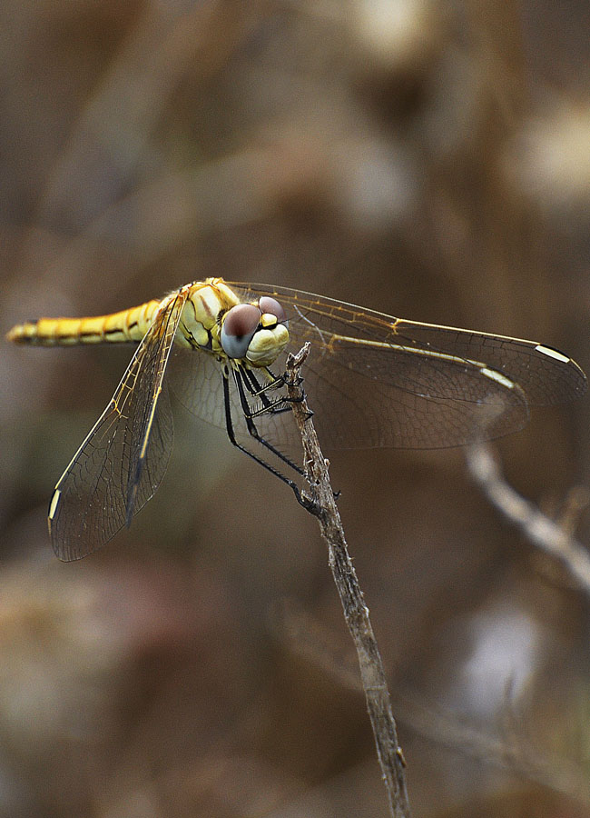 Libellula