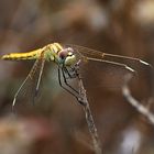 Libellula