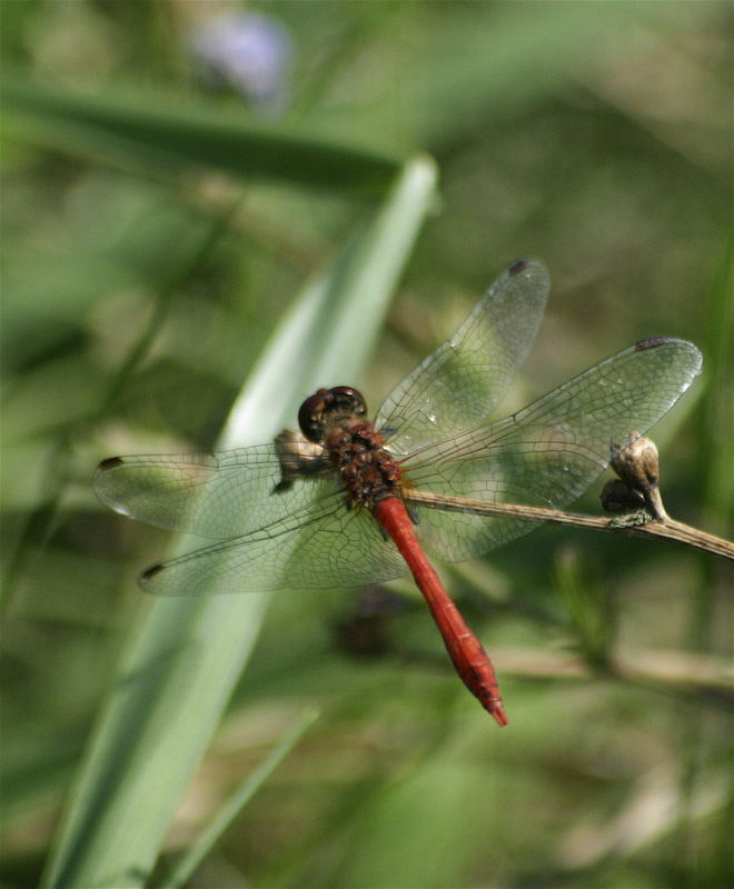 libellula