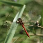 libellula