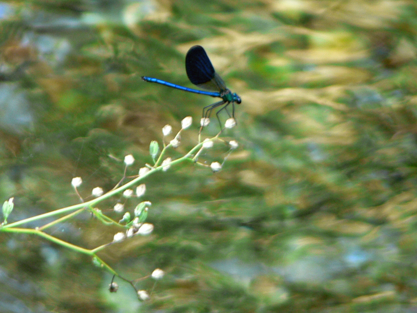 libellula