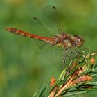 libellula