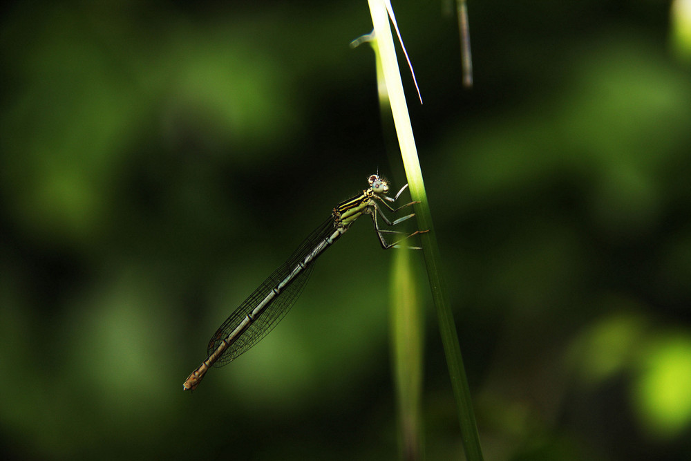 Libellula 1/2009