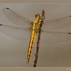 Libellula