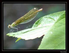 Libellula