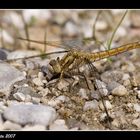 Libellula