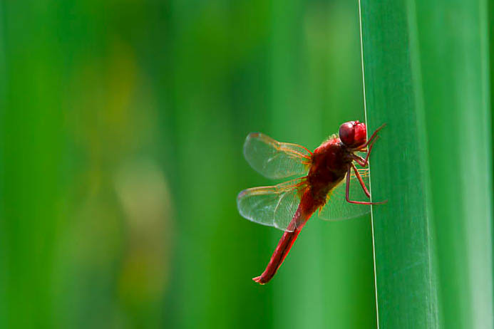 LIBELLULA