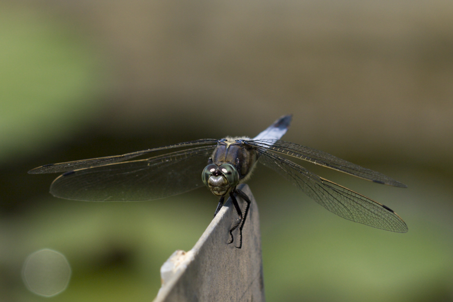 Libellula