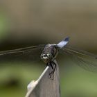 Libellula