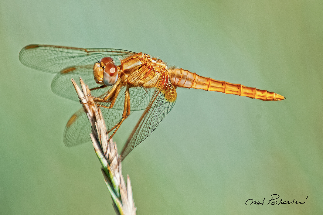 Libellula