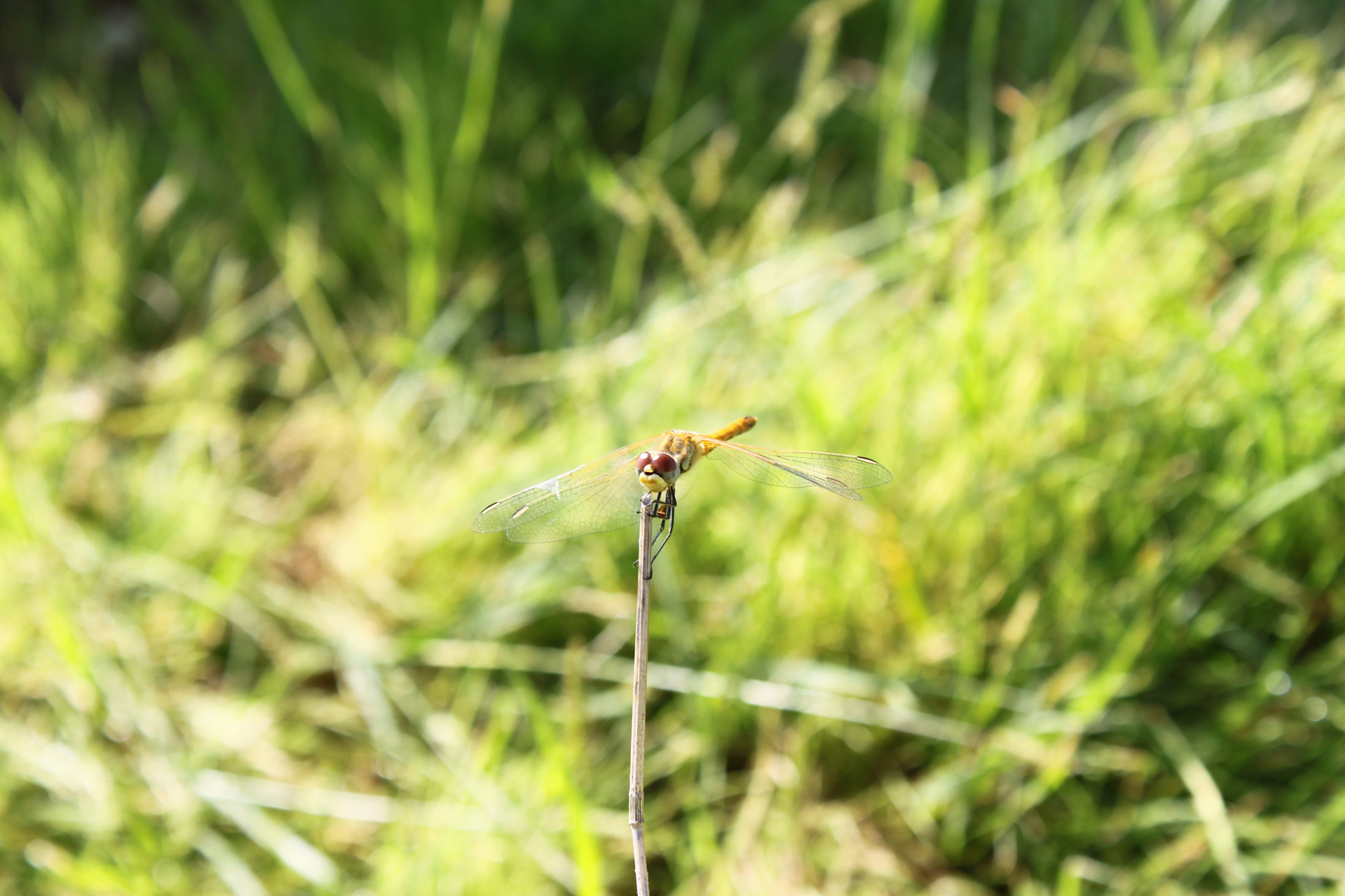 Libellula