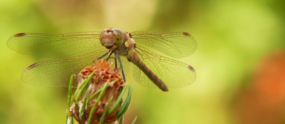 libellula