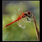 libellula