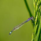 Libellula