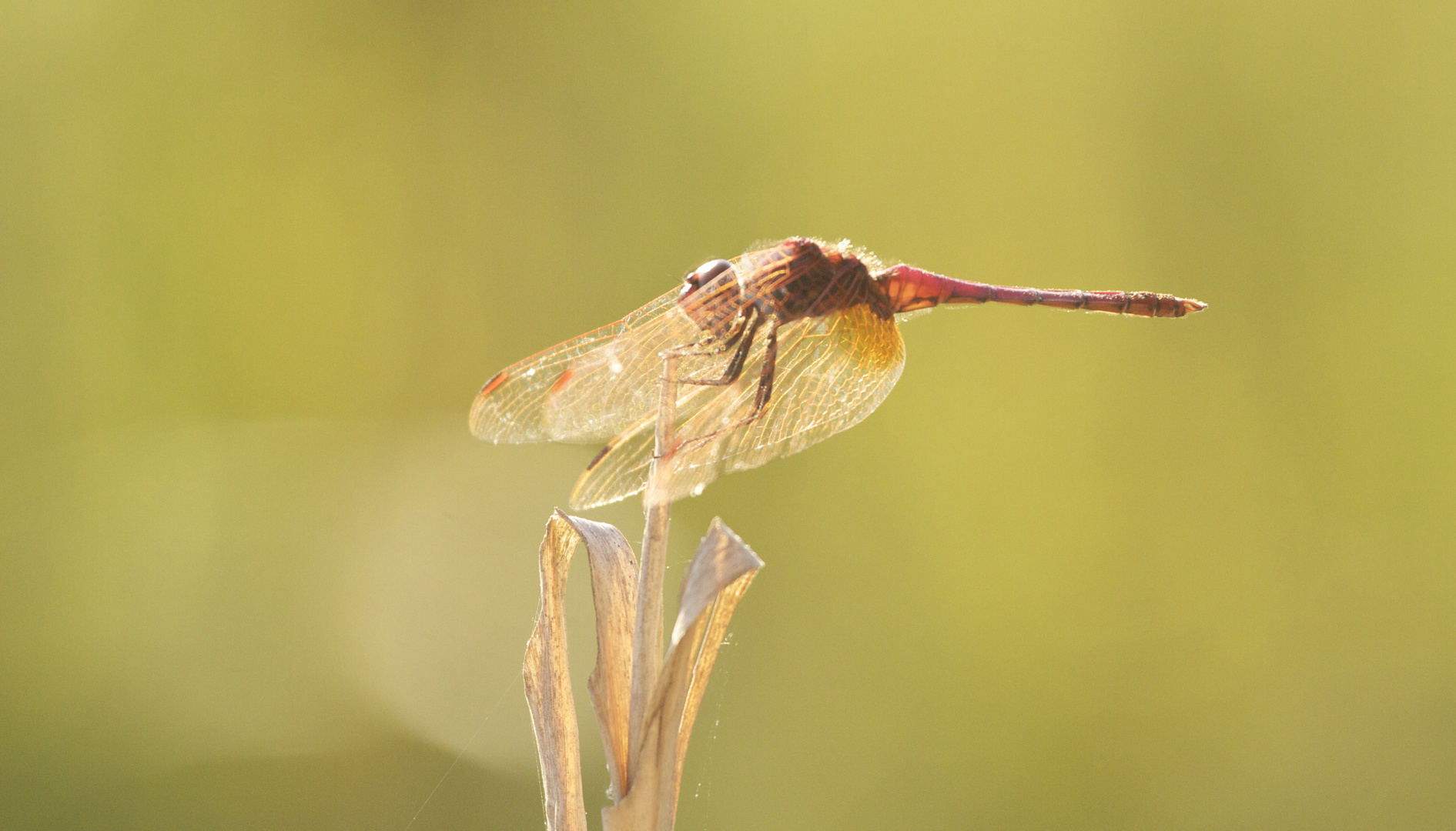 Libellula