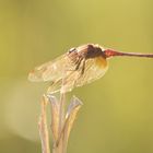 Libellula