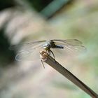 Libellula 2