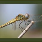 Libellula 2 - 2010