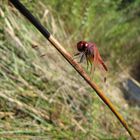 libellula 2