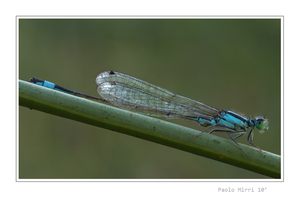 Libellula 2