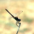 Libellula 2