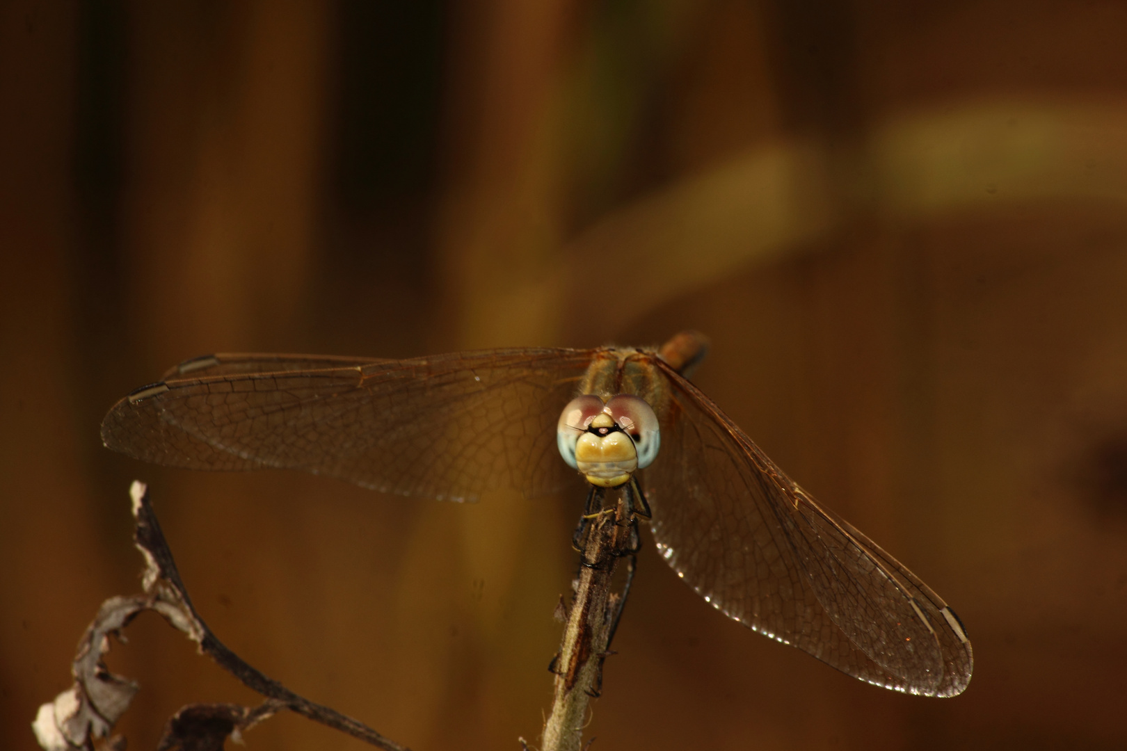 libellula 2