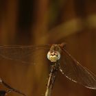 libellula 2