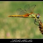 Libellula